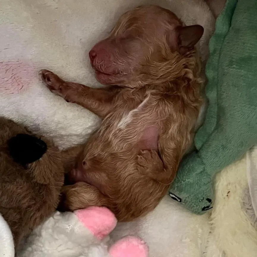Puppy With Deformed Leg, Rejected By His Mother, Turns Into A Real Sweetheart 2