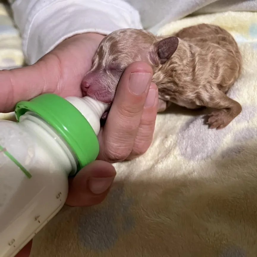Puppy With Deformed Leg, Rejected By His Mother, Turns Into A Real Sweetheart 3