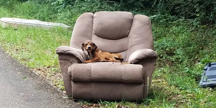 Puppy dumped with chair and TV waits for his owners not to return 1