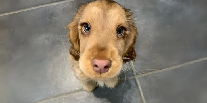 Puppy met schattige ogen verbaast internet 1