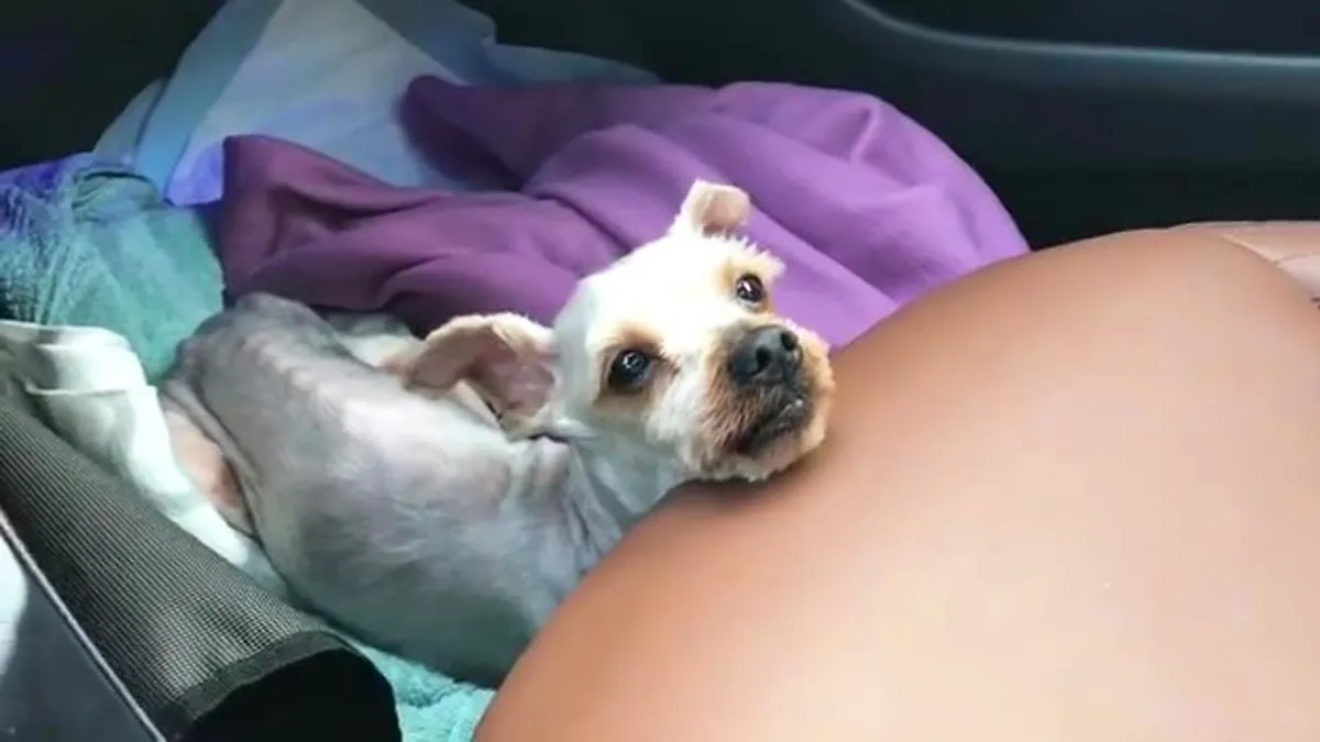 Puppy stumbles to stranger's car and asks for help with tears in his eyes 1