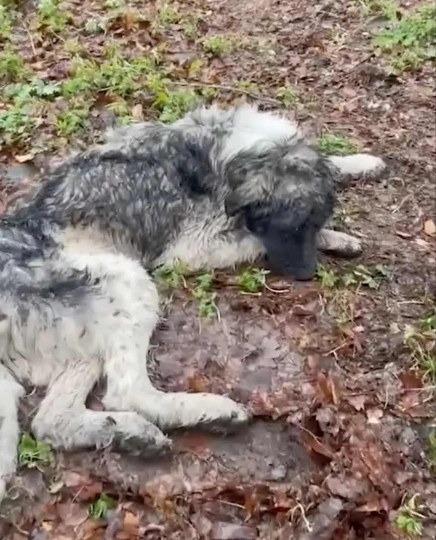 Rescuers discover dog on frozen ground moments before it's too late 2