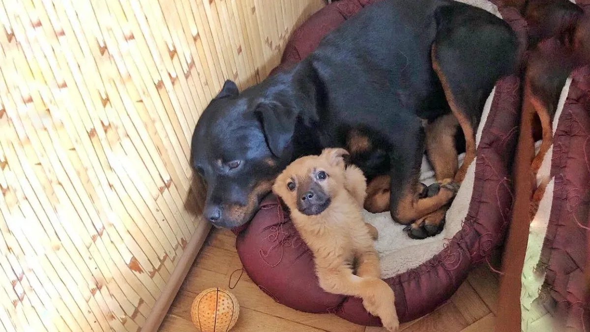 Rottweiler adopts stray puppy and makes his life happy 1