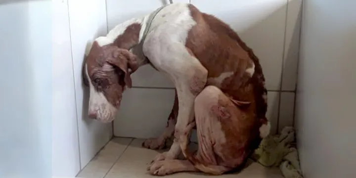 Sad And Starving Dog Feels Betrayed When Left By The Side Of The Road 1