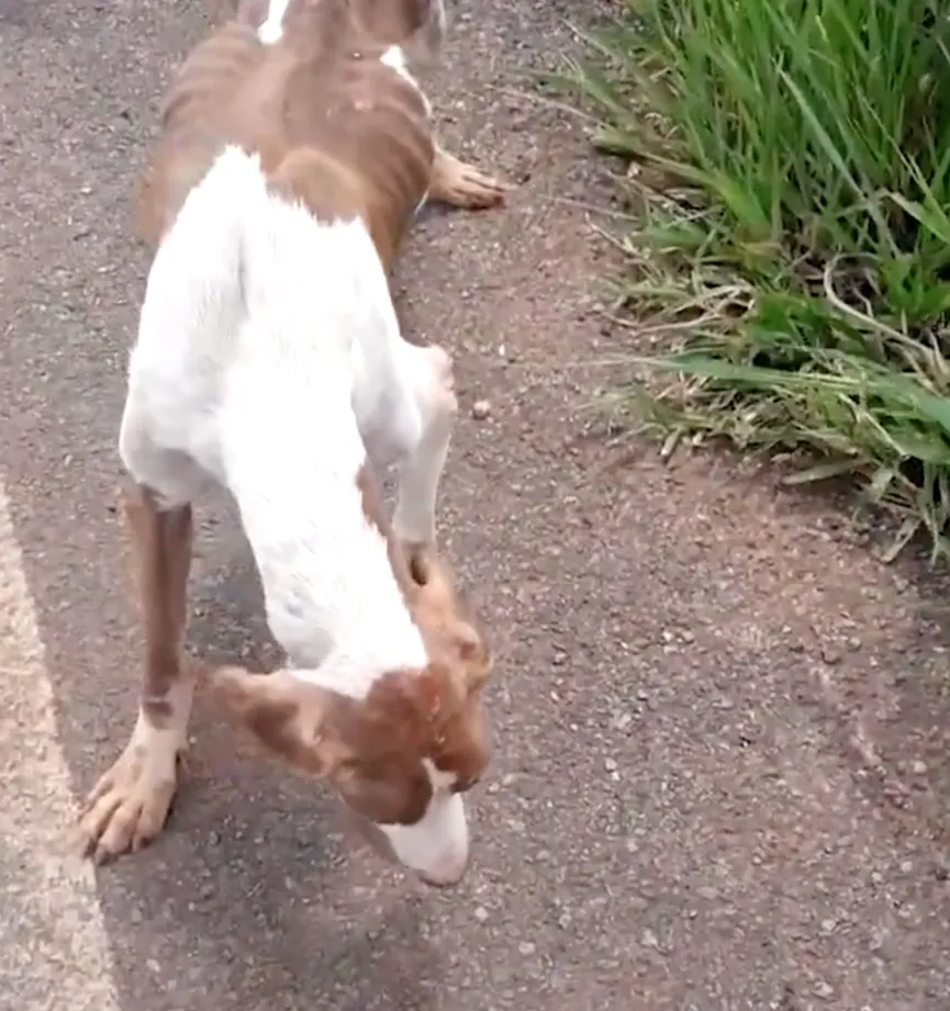 Sad And Starving Dog Feels Betrayed When Left By The Side Of The Road 2