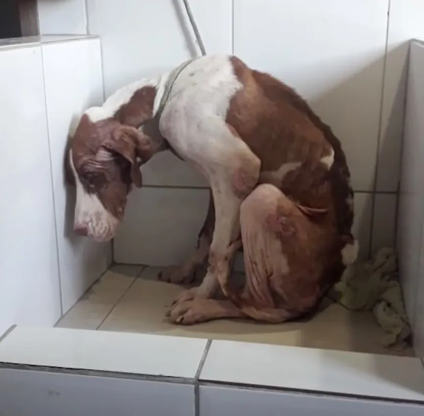 Sad And Starving Dog Feels Betrayed When Left By The Side Of The Road 4