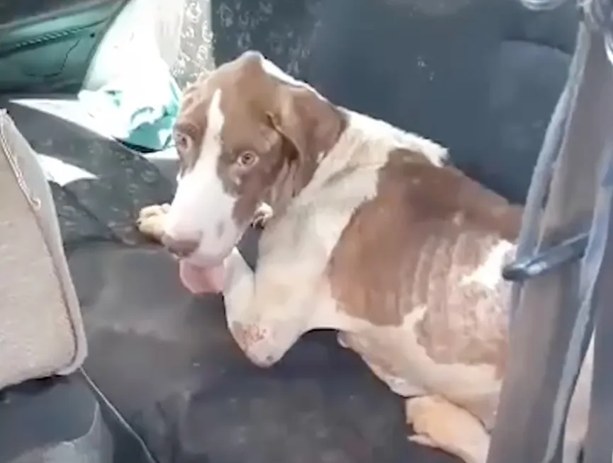 Sad And Starving Dog Feels Betrayed When Left By The Side Of The Road 3