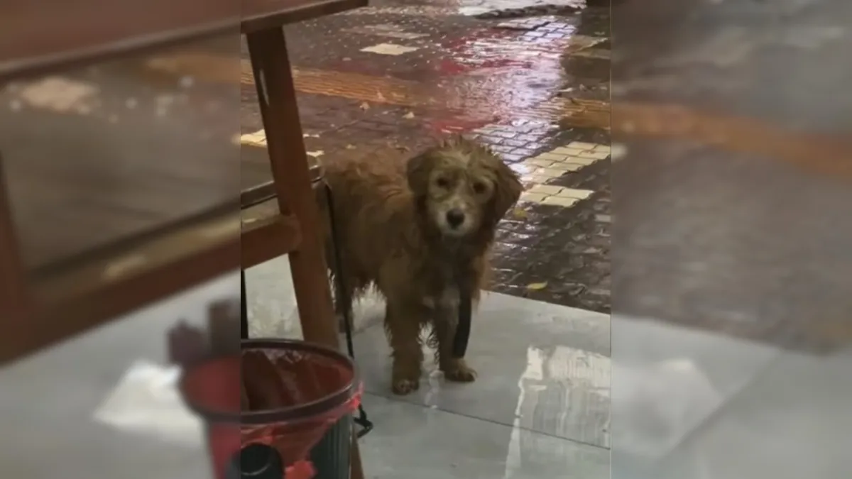 Sad Dog Stands In Front Of A Restaurant And Begs For A Small Bite Of Food 1