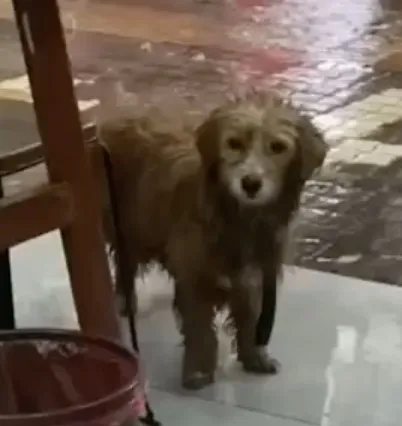 Sad Dog Stands In Front Of A Restaurant And Begs For A Small Bite Of Food 2