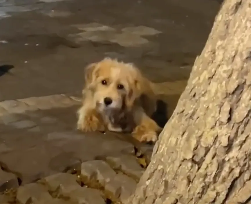 Sad Dog Stands In Front Of A Restaurant And Begs For A Small Bite Of Food 4