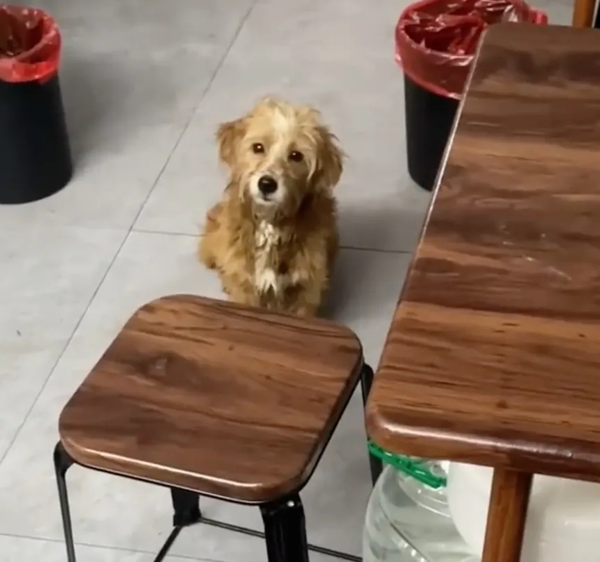 Sad Dog Stands In Front Of A Restaurant And Begs For A Small Bite Of Food 6