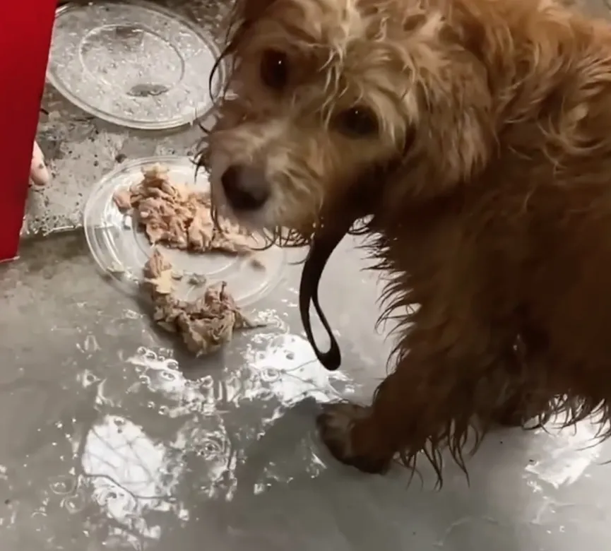 Sad Dog Stands In Front Of A Restaurant And Begs For A Small Bite Of Food 3