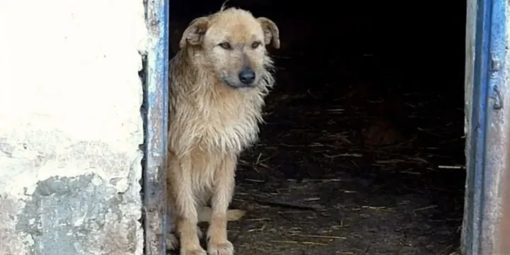 Sad and hopeless dog smiles again after being rescued 1