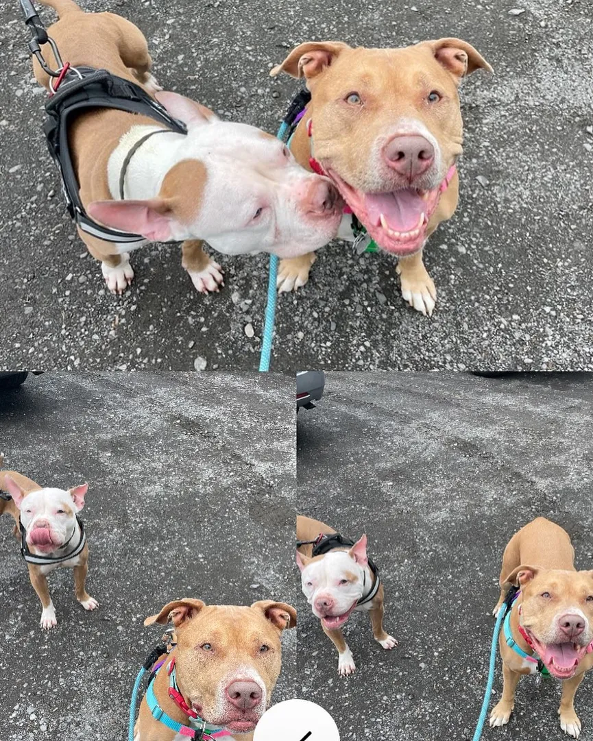 Sad shelter dog thrown out on the street by his family gets the owner he deserves 7