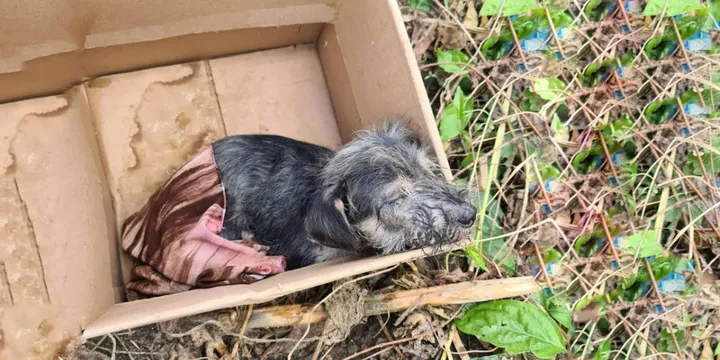 Schattige puppy gevonden in een doos krijgt een tweede kans 1