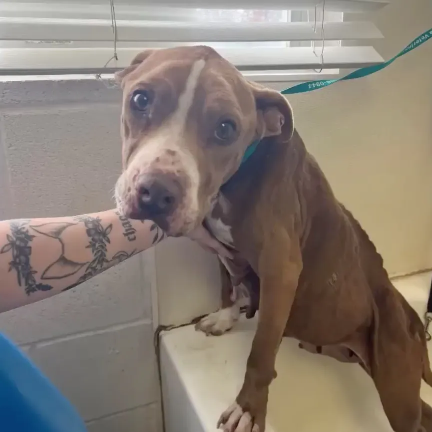 Starving Dog Ate All She Could To Stay Alive After Being Abandoned 4b