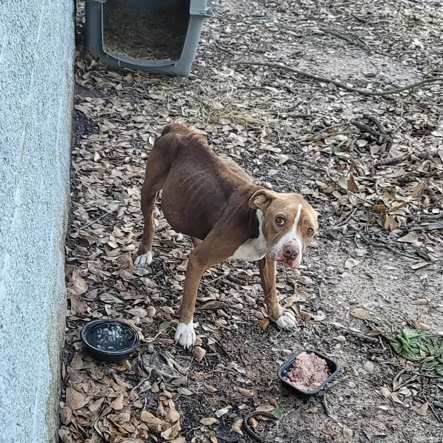 Starving Dog Ate All She Could To Stay Alive After Being Abandoned 3