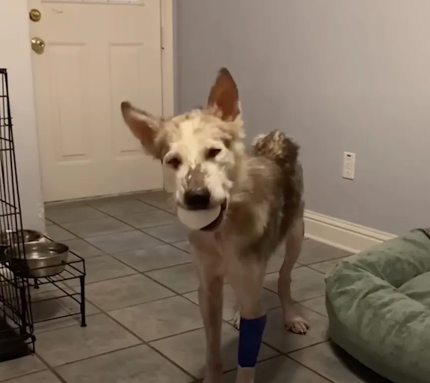 Starving Husky almost gives up but then a miracle happens 5
