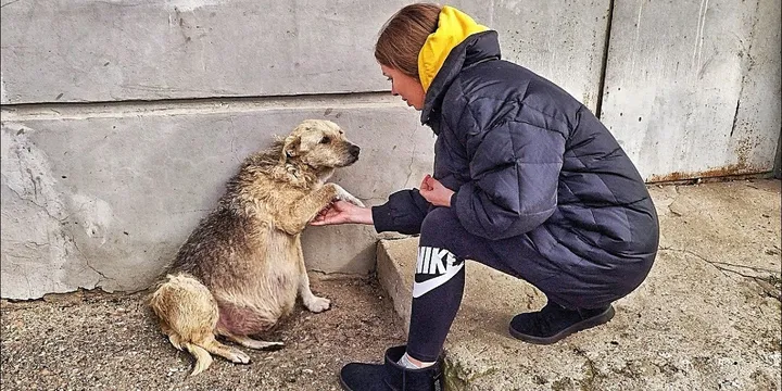 Stray dog grabs hand of rescuer and her eyes plead for help 1