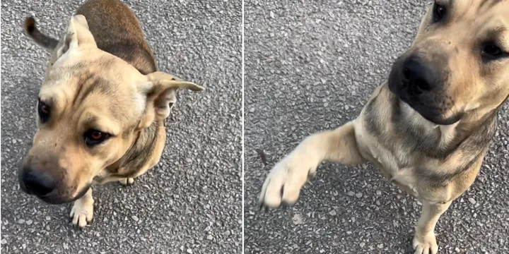 Stray dog waits outside an animal shelter and sticks his paw out for help 1
