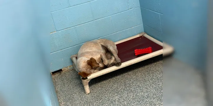 Street dog is devastated that her best friend is going to a new home without her 1