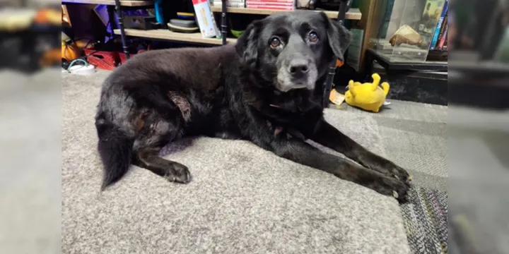 Sweet 15-year-old dog was abandoned at cat shelter just like that 1