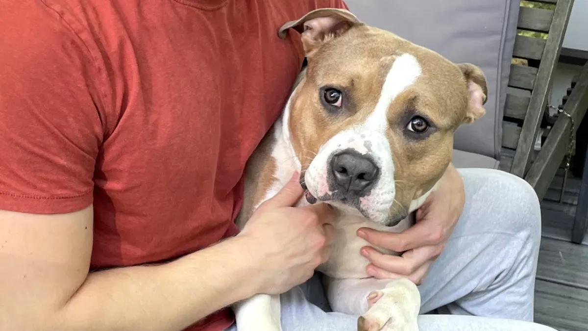 Sweet Dog Surrendered To Shelter, Hopes To Find Owners Who Will Never Give Up On Him 1