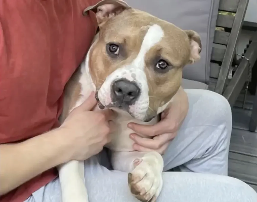Sweet Dog Surrendered To Shelter, Hopes To Find Owners Who Will Never Give Up On Him 3
