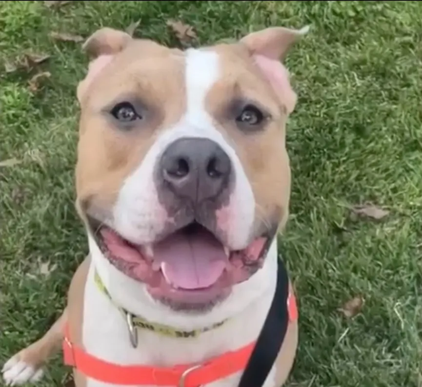 Sweet Dog Surrendered To Shelter, Hopes To Find Owners Who Will Never Give Up On Him 6