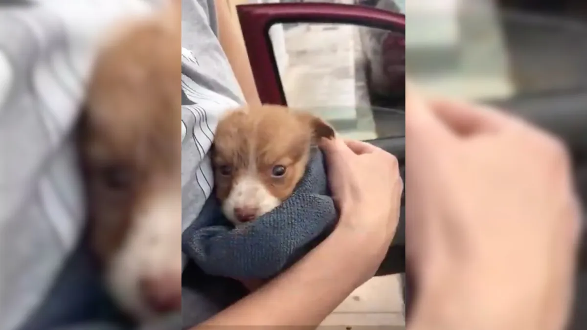 Sweet Puppy Dumped Near Busy Road Gets A New Chance When He Meets His Rescuers 1