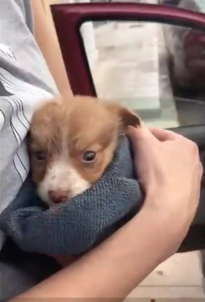Sweet Puppy Dumped Near Busy Road Gets A New Chance When He Meets His Rescuers 2