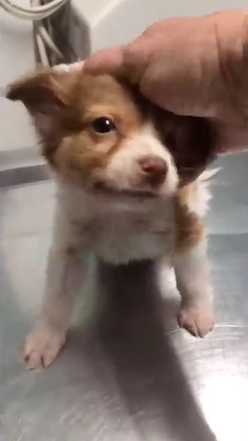 Sweet Puppy Dumped Near Busy Road Gets A New Chance When He Meets His Rescuers 6