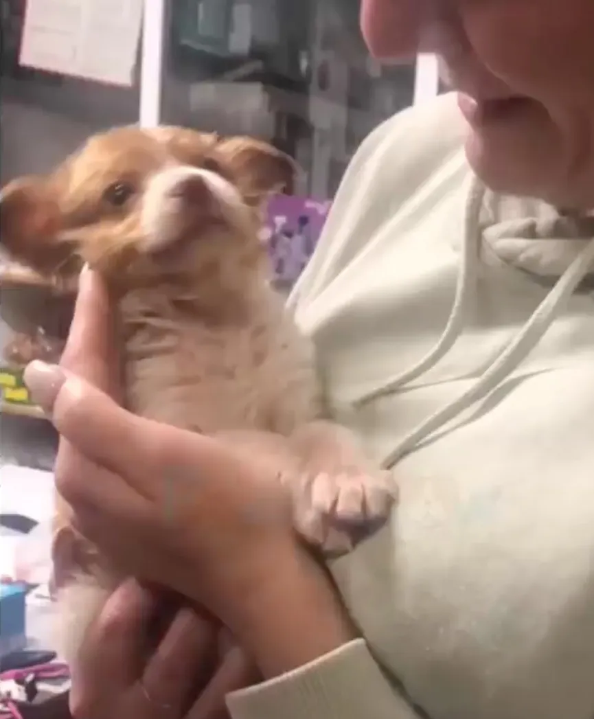Sweet Puppy Dumped Near Busy Road Gets A New Chance When He Meets His Rescuers 7