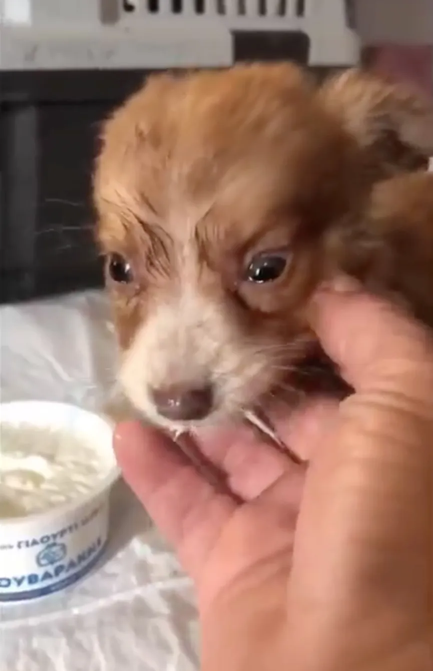 Sweet Puppy Dumped Near Busy Road Gets A New Chance When He Meets His Rescuers 4