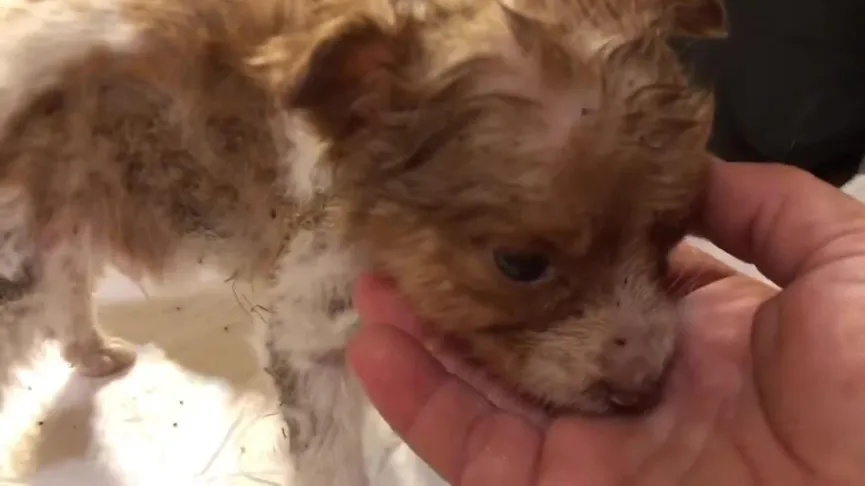 Sweet Puppy Dumped Near Busy Road Gets A New Chance When He Meets His Rescuers 3