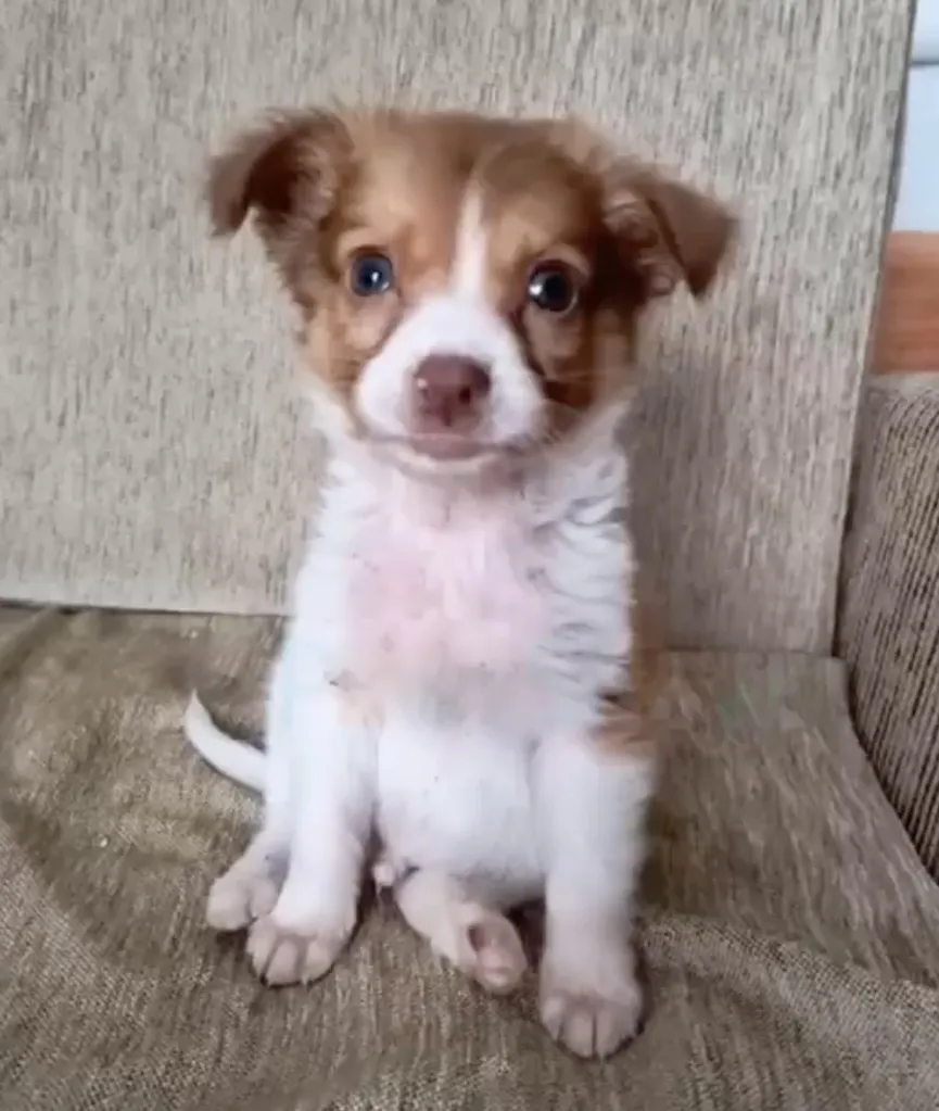 Sweet Puppy Dumped Near Busy Road Gets A New Chance When He Meets His Rescuers 8