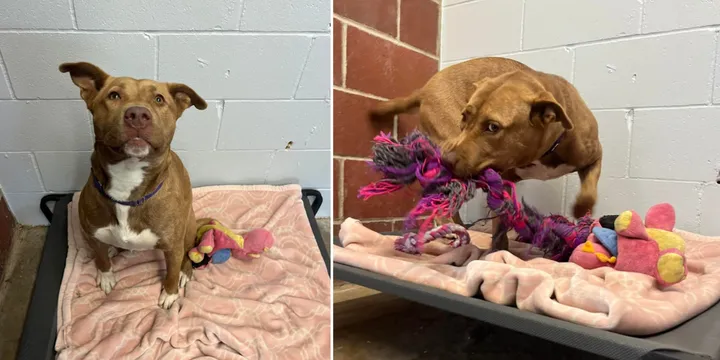 The only dog in the shelter that was not adopted plays with her 'imaginary friends' 1
