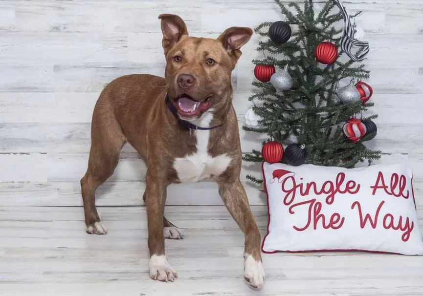 The only dog in the shelter that was not adopted plays with her 'imaginary friends' 3