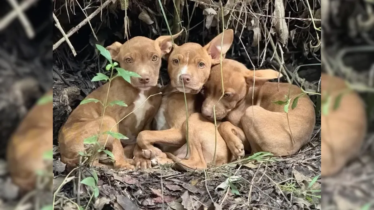 Three Puppies Abandoned In Forest Overjoyed When Someone Finally Comes To Their Rescue 1