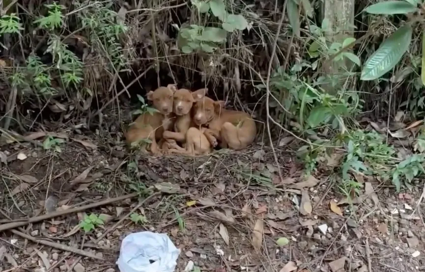 Three Puppies Abandoned In Forest Overjoyed When Someone Finally Comes To Their Rescue 2