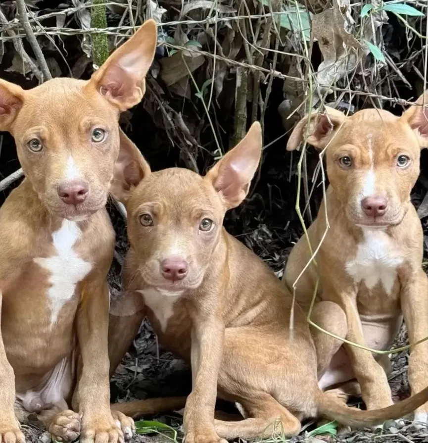 Three Puppies Abandoned In Forest Overjoyed When Someone Finally Comes To Their Rescue 4