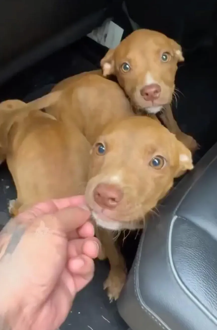 Three Puppies Abandoned In Forest Overjoyed When Someone Finally Comes To Their Rescue 5