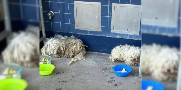 Two Poor Puppies Sneak Into A School And Hope To Finally Find A Home Of Their Own 1
