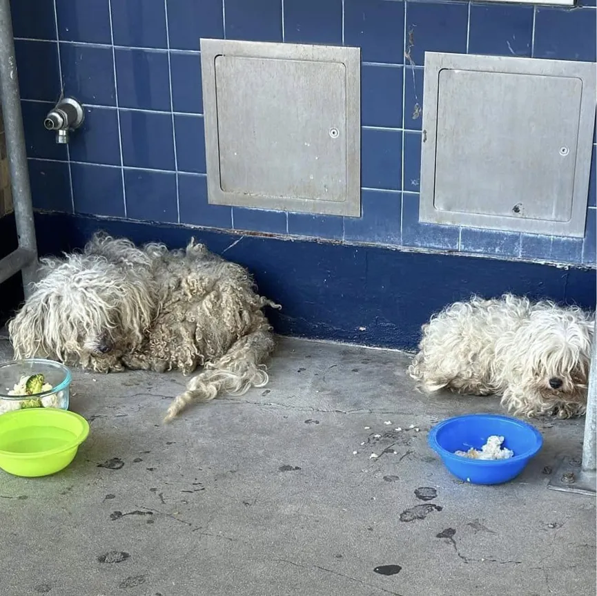 Two Poor Puppies Sneak Into A School And Hope To Finally Find A Home Of Their Own 2
