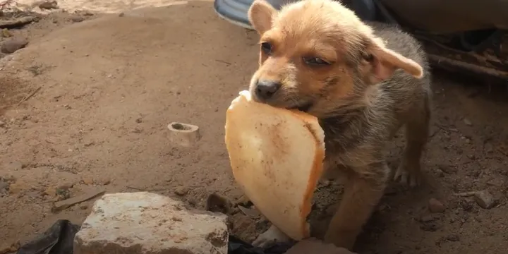 Uitgehongerde puppy geeft laatste stukje brood aan zijn redders 1