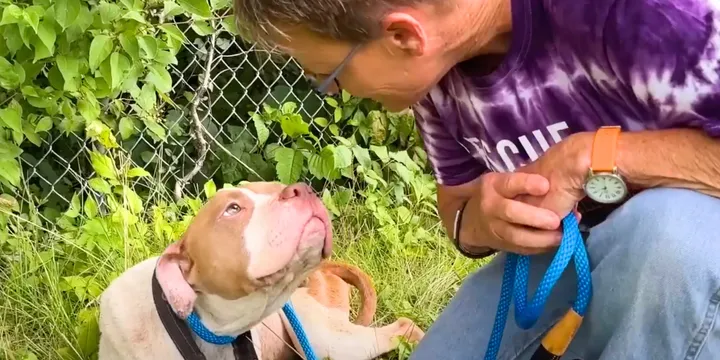Woman Spots Sad Pit Bull Abandoned Along The Highway And Takes Quick Action 1