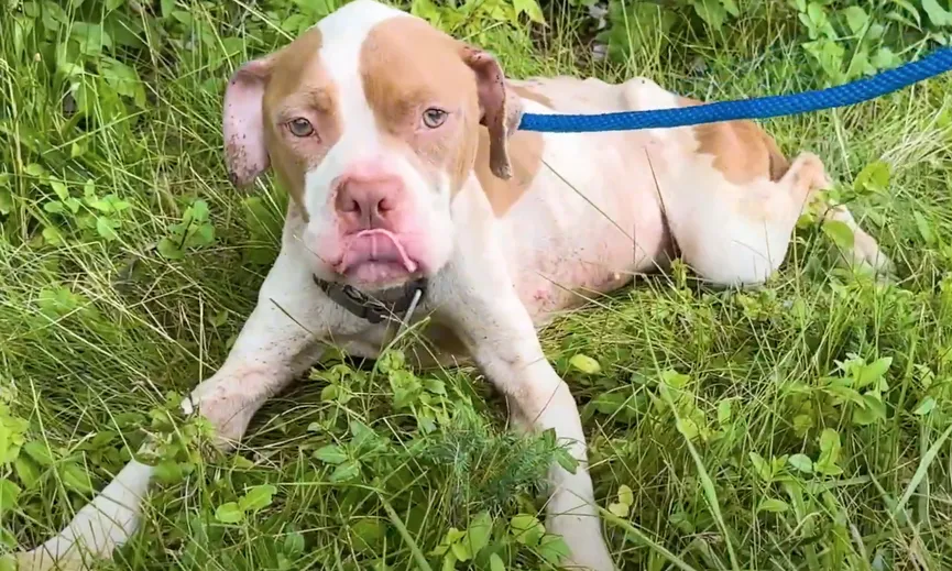 Woman Spots Sad Pit Bull Abandoned Along The Highway And Takes Quick Action 4