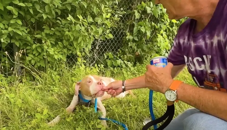 Woman Spots Sad Pit Bull Abandoned Along The Highway And Takes Quick Action 3