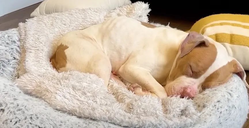 Woman Spots Sad Pit Bull Abandoned Along The Highway And Takes Quick Action 8