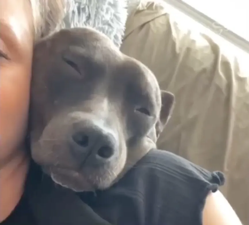 Woman gives black pit bull no one wanted a new home 7